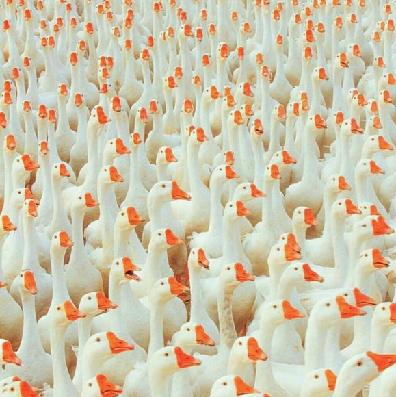 Meet your Posher, Mak - Picture 1 of 1